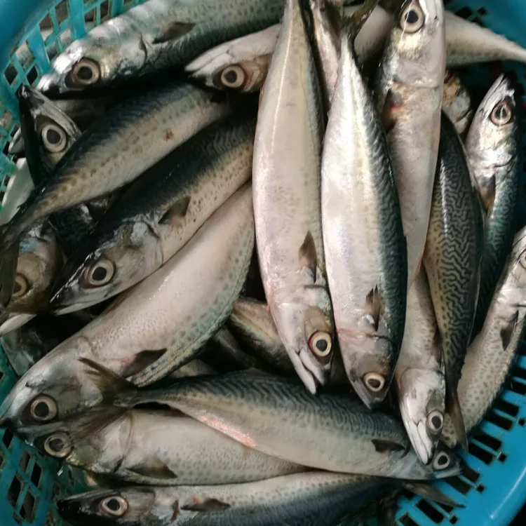 
frozen short bodied pacific mackerel fish hgt for canada 