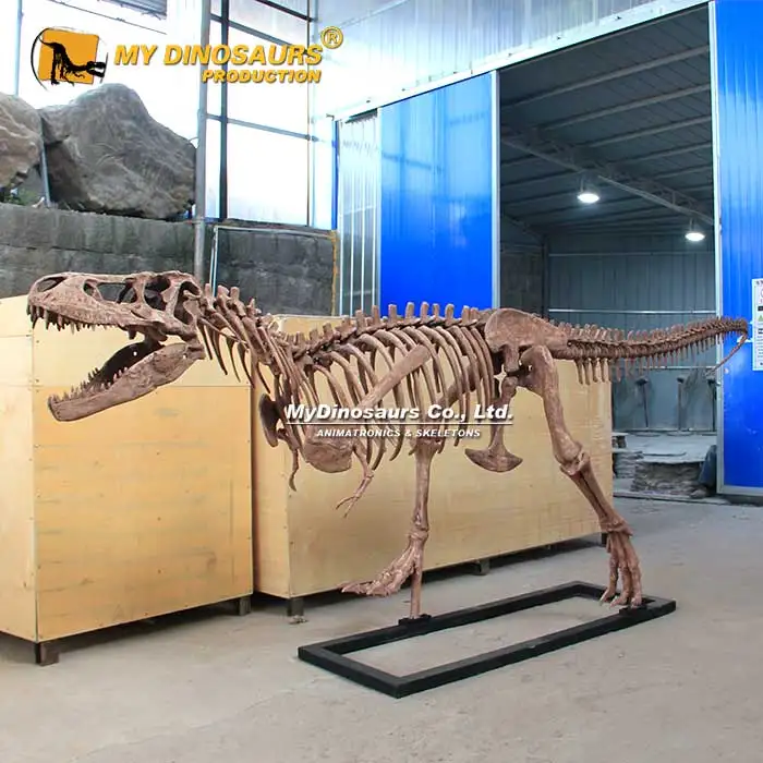 MYDINO Скелет Юрского динозавра музей качественный детский скелет ископаемый