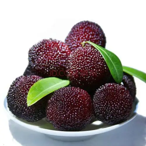 
arbutus canned arbutus fresh arbutus 