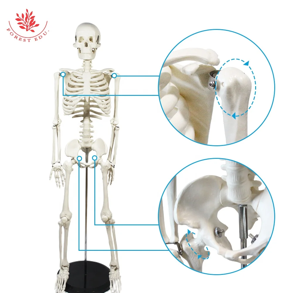 Модель скелета для анатомии человека FRT004 ручная медицинская обучающая модель 85 см