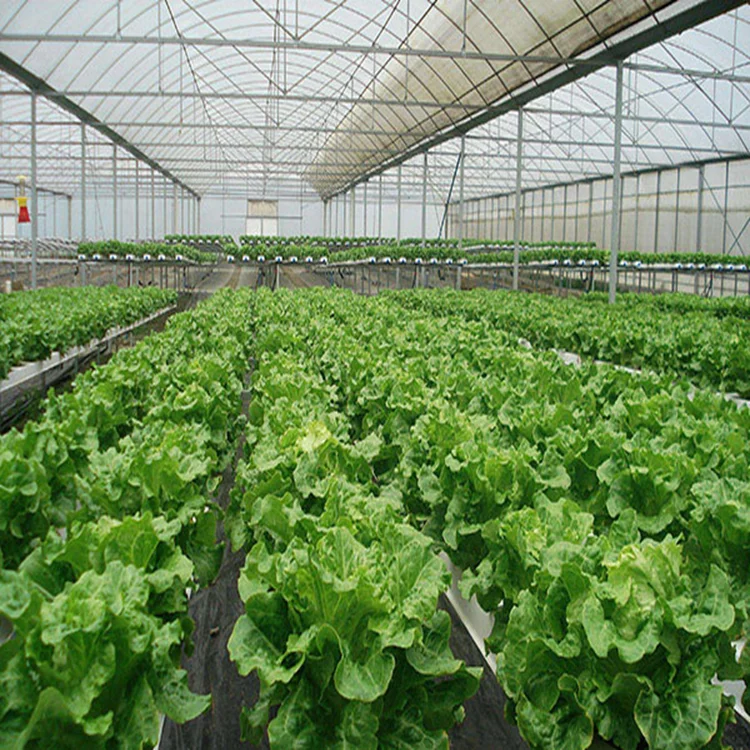 10 Years Warranty 10mm Polycarbonate Sheet Agricultural Greenhouses  for Sale
