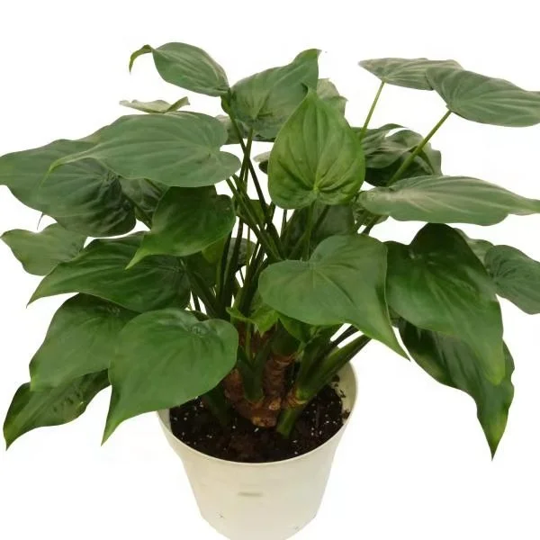 
YoungPlants Horiculture Tissue Culture Tray Plug Alocasia Cucullata Baby YoundPlant 