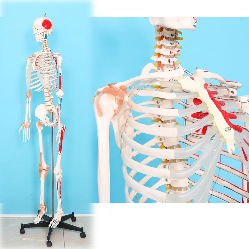 factory Human Skeleton Model Medical anatomy model human skeleton
