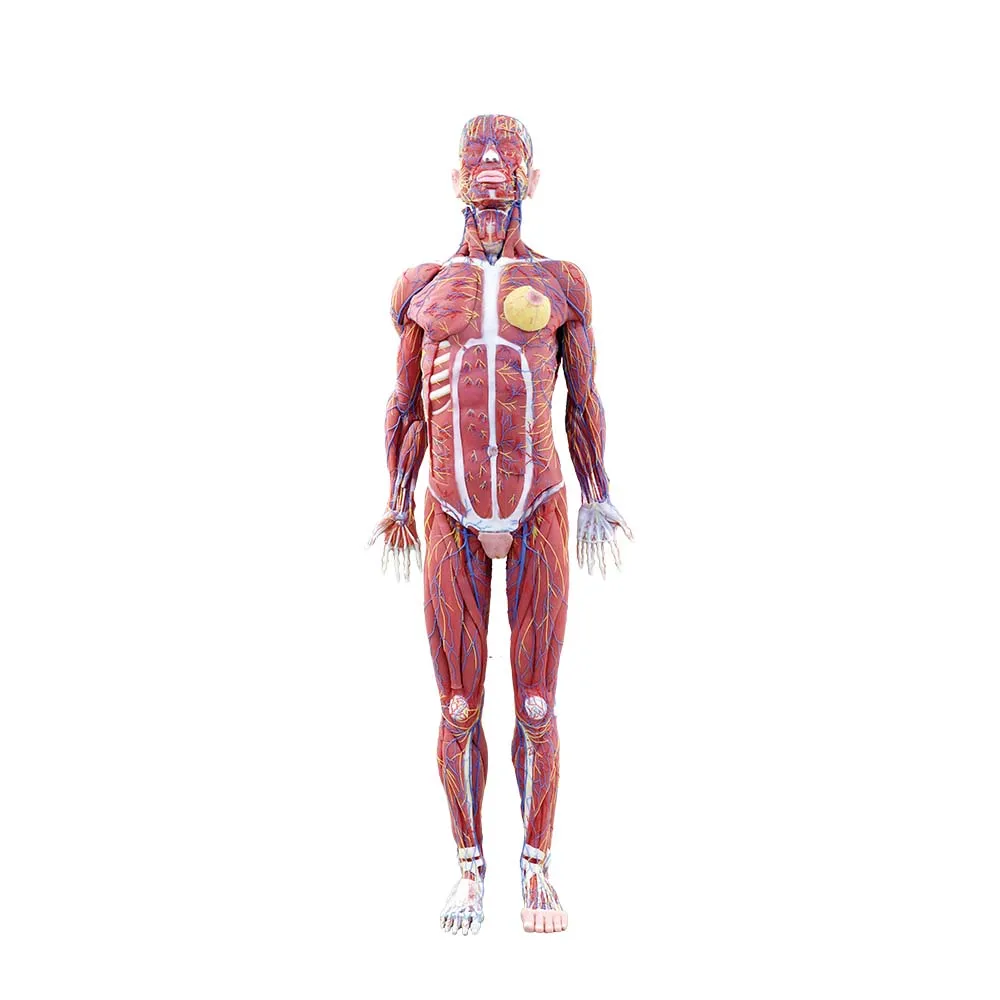 Soft Silicone Human Body Anatomy Model for Medical Education