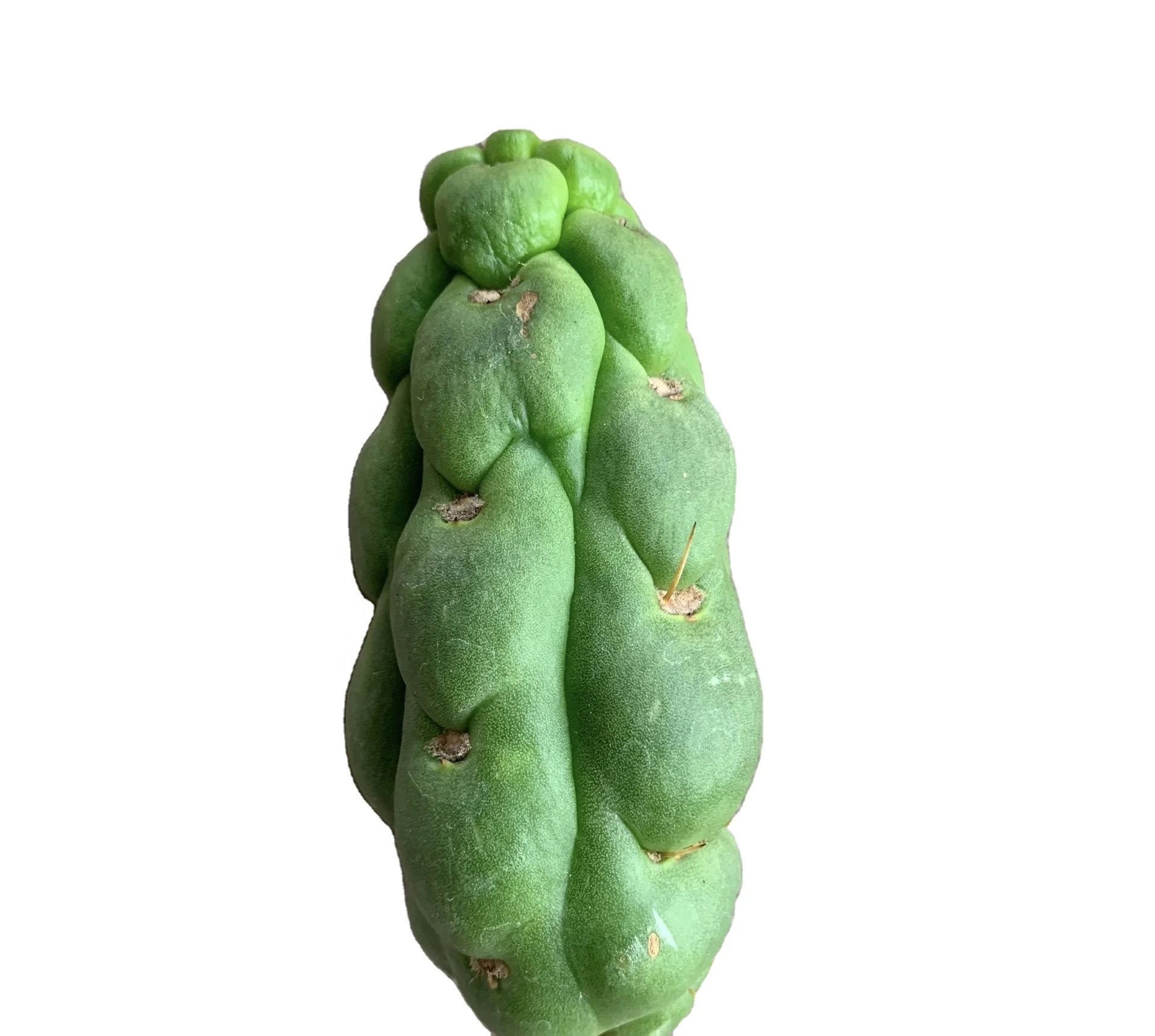 Лидер продаж, уникальные кактусовые растения Eulychnia castanea fa.varispiralis, Hylocereus undatus