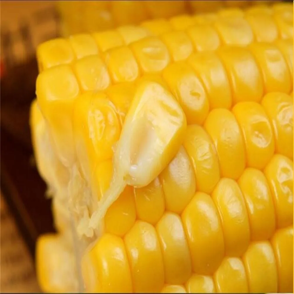 Vacuum Packed Sweet Corn Cob