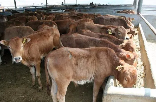 high quality feed additives raw materials brewers yeast powder probiotics for fish growth booster beta glucan mannan