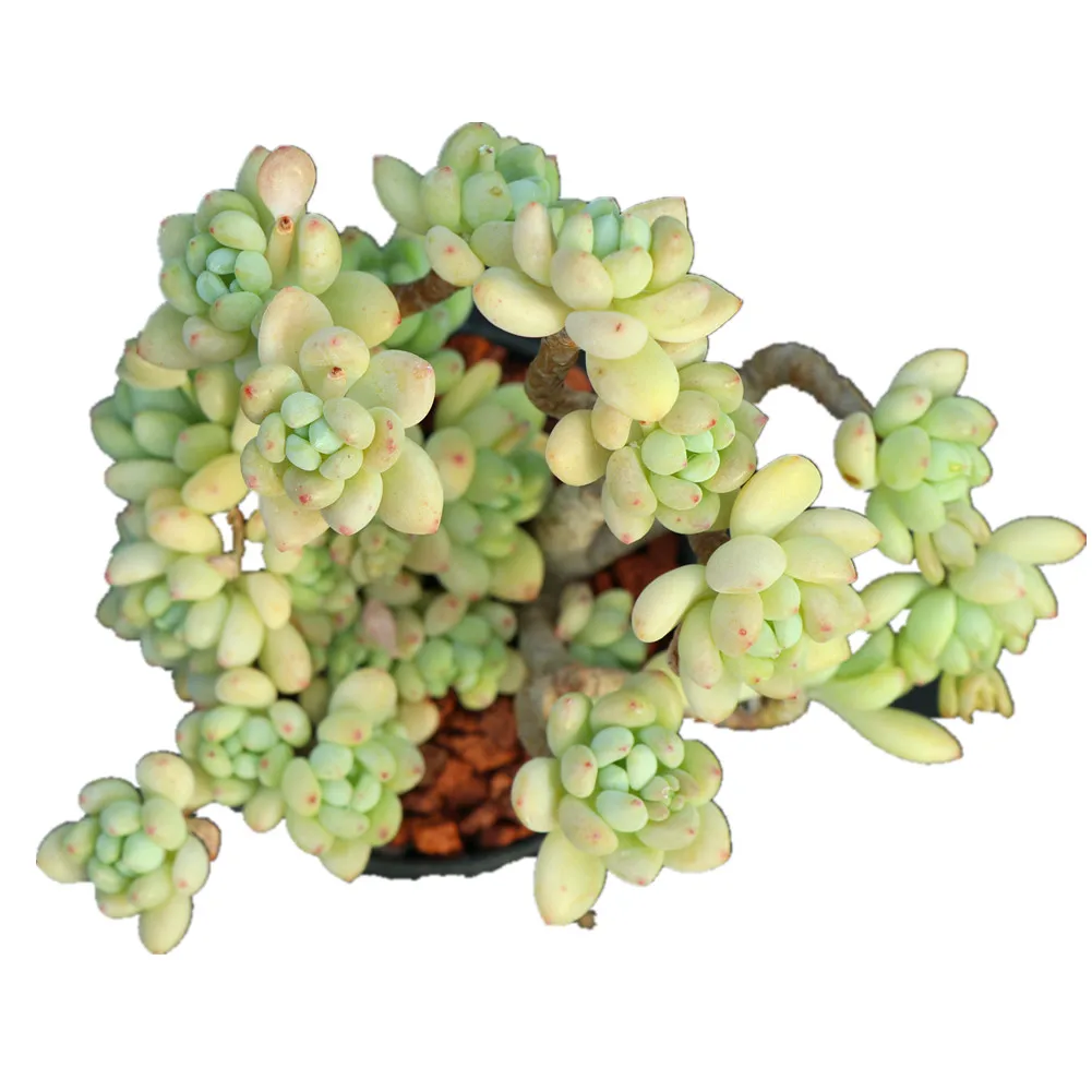 Китайская ферма, поставка, оптовая продажа, sedum clavatum R.T.Clausen, древесные суккулентные растения