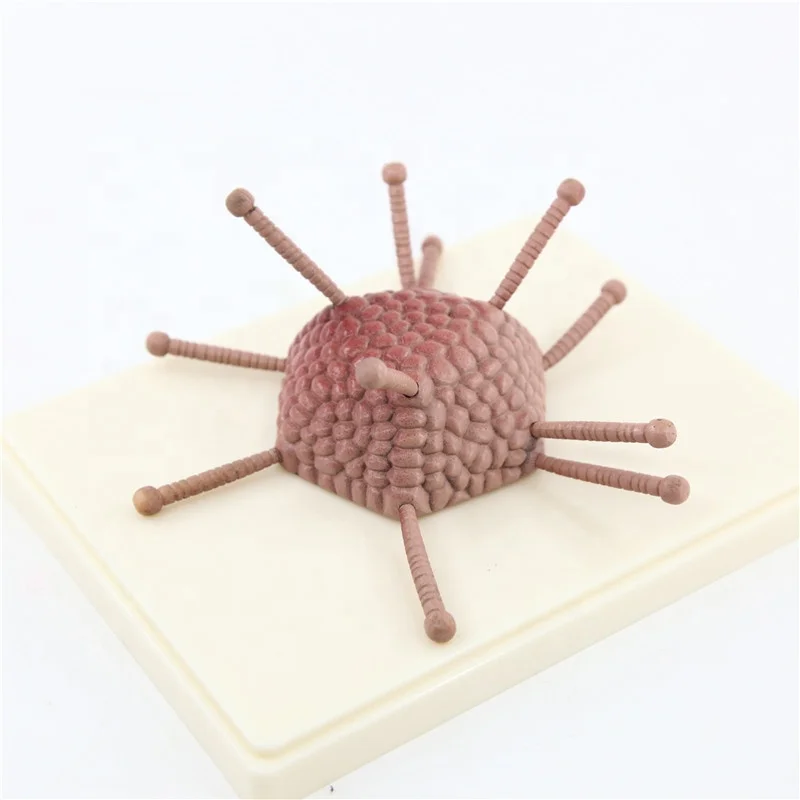 Adenovirus model for showing the detailed capsid structure