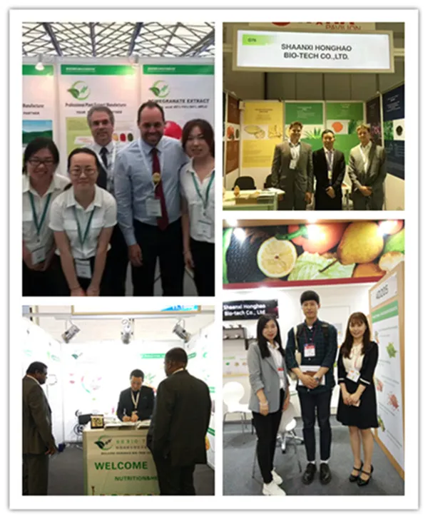 Китайский завод высококачественный экстракт 3% родиолы розового Салидрозида