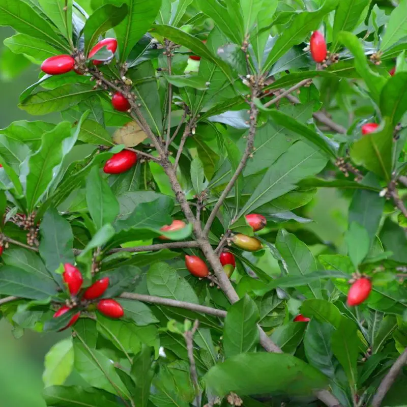 Miracle Berry Extract Factory  Supply Miracle Fruit Powder  Freeze-dried Miracle Fruit