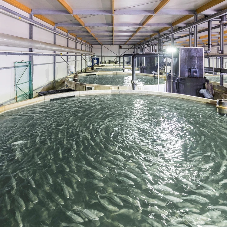 Closed Recirculating Aquaculture System   ras Fish Farming Equipment Aquaculture Hatchery Equipment