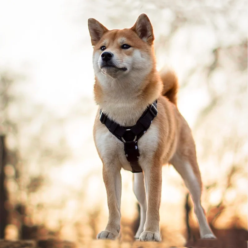 Cordura Fabric Pet Harness 3M Reflective Lightweight Breathable Harness High-Strength Adjustable and Durable Harness for Big Dog