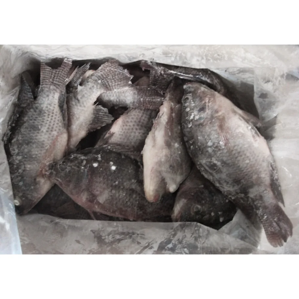 Wholesale price frozen fish tilapia wholesale price per kg frozen black tilapia fish frozen tilapia fish