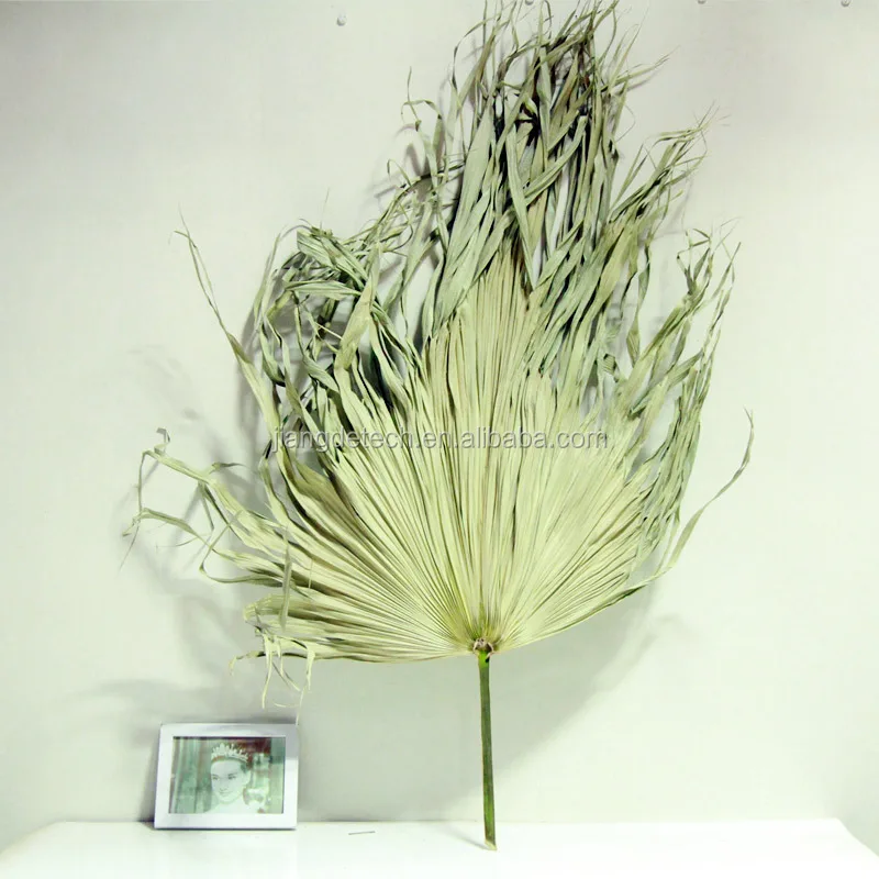 Ins Popular Wedding Party Decorative / shop deco / Home deco / Real Natural Flower Large Dried Palm Leaves