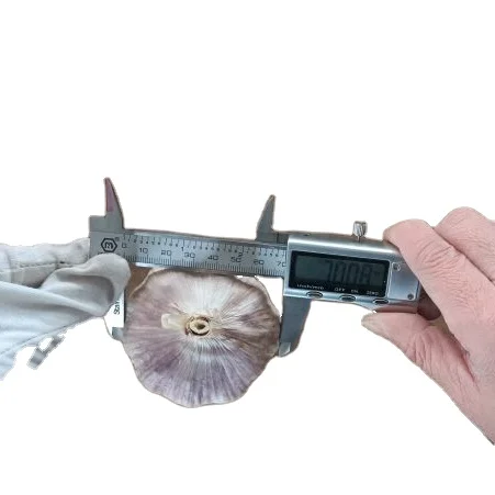 
Chinese 5cm+ normal white Garlic high quality garlic manufacture for sale 