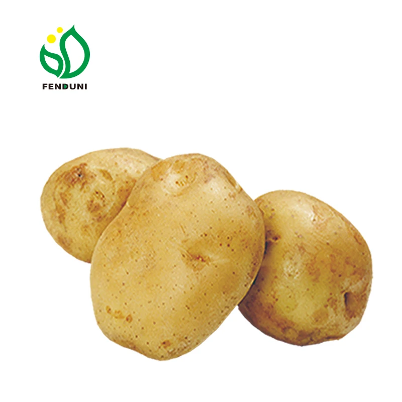 2024 fresh potato yellow potato kentang segar China new season potato to export