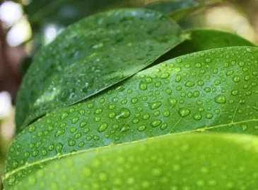 Food Grade Brown Quality Raw Powder Herbal Extracts Plant Extracts