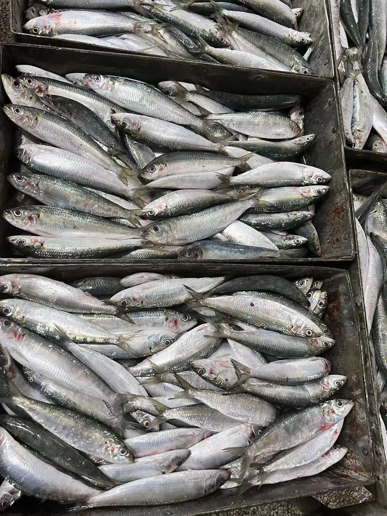 Замороженная рыба морепродукты новая посадка хорошее качество оптовая продажа замороженная Сардина