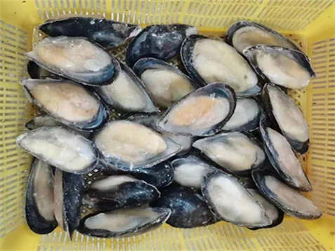 Seafood Mytilus Edulis Good Packaging Mussel Meat Frozen Half Shell Mussel