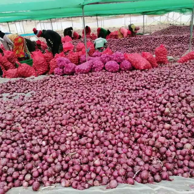 Fresh onion red and yellow with cheap price