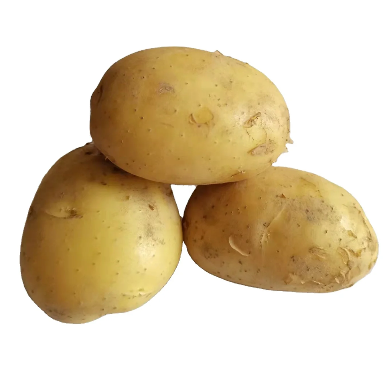 hot sale fresh Holland potato factory low price fresh potato