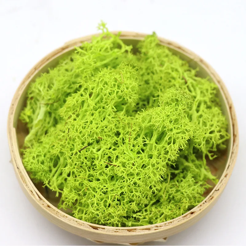 2022 Wholesale Most Popular A Grade Lichen Preserved reindeer moss panel for Home Decoration