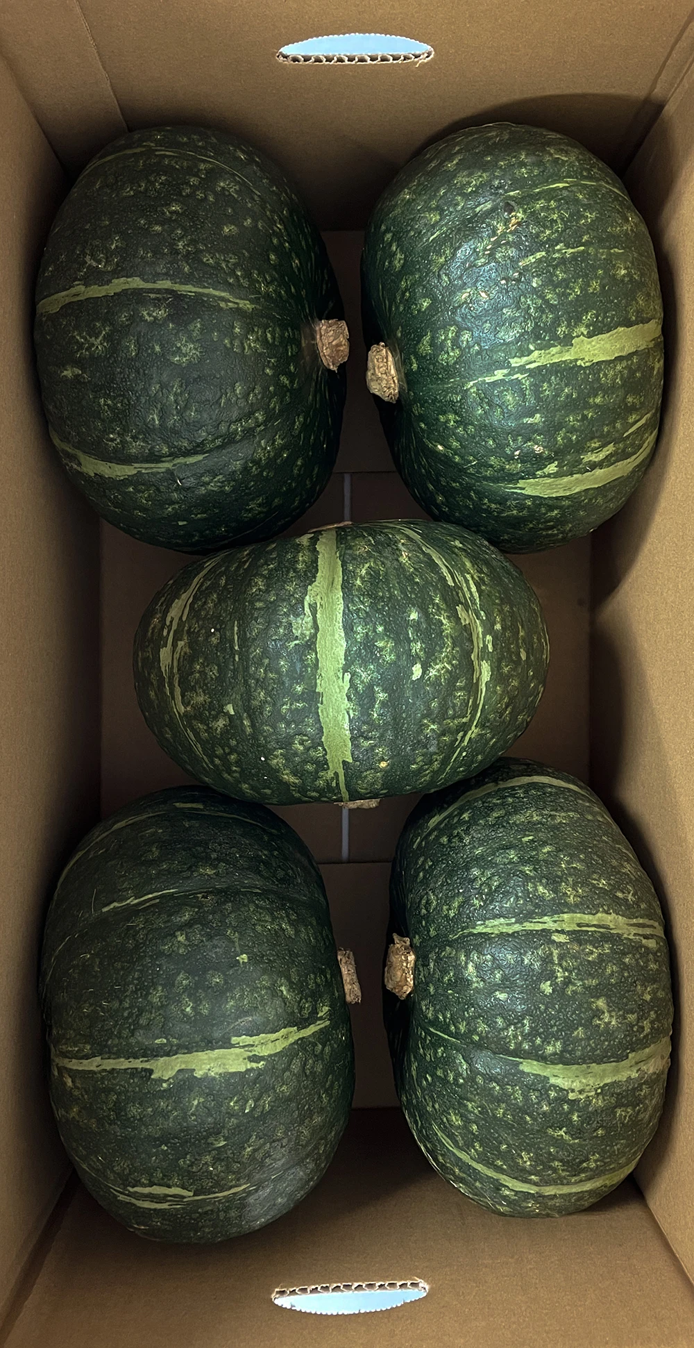 High Quality Sweet Japanese Vegetable Fresh Pumpkin Squash Kabocha