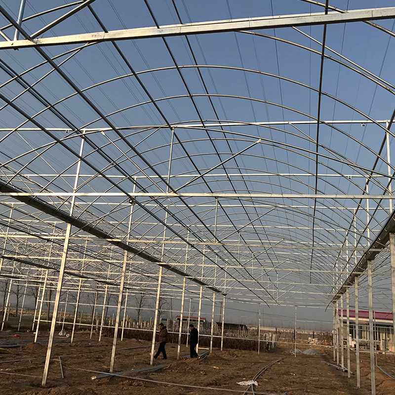 Plants growing Multi-span film greenhouse with galvanized square steel pipe