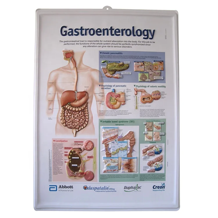Human  Anatomy Chart 3d Medical Posters Chart  3D  Embossed Gastroenterology Poster