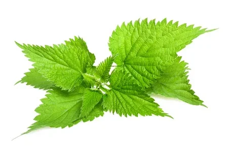 Factory Supply Good Quality Bulk Nettle extract Powder Silicone