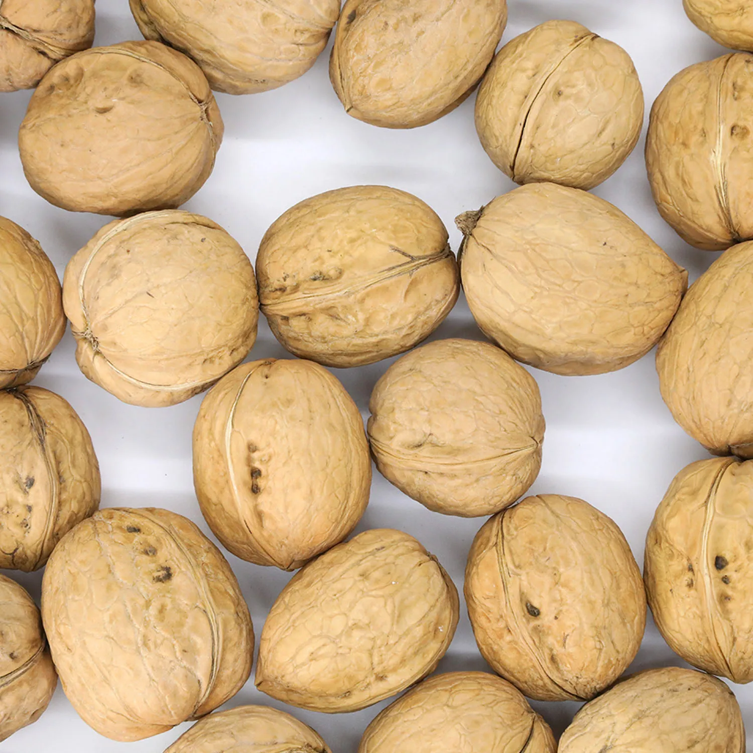 Hot Selling Chinese Xinjiang High Quality Washed  185 Shell Walnuts
