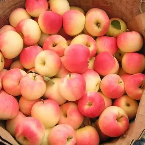 Свежие королевские яблоки гала (горячая распродажа)