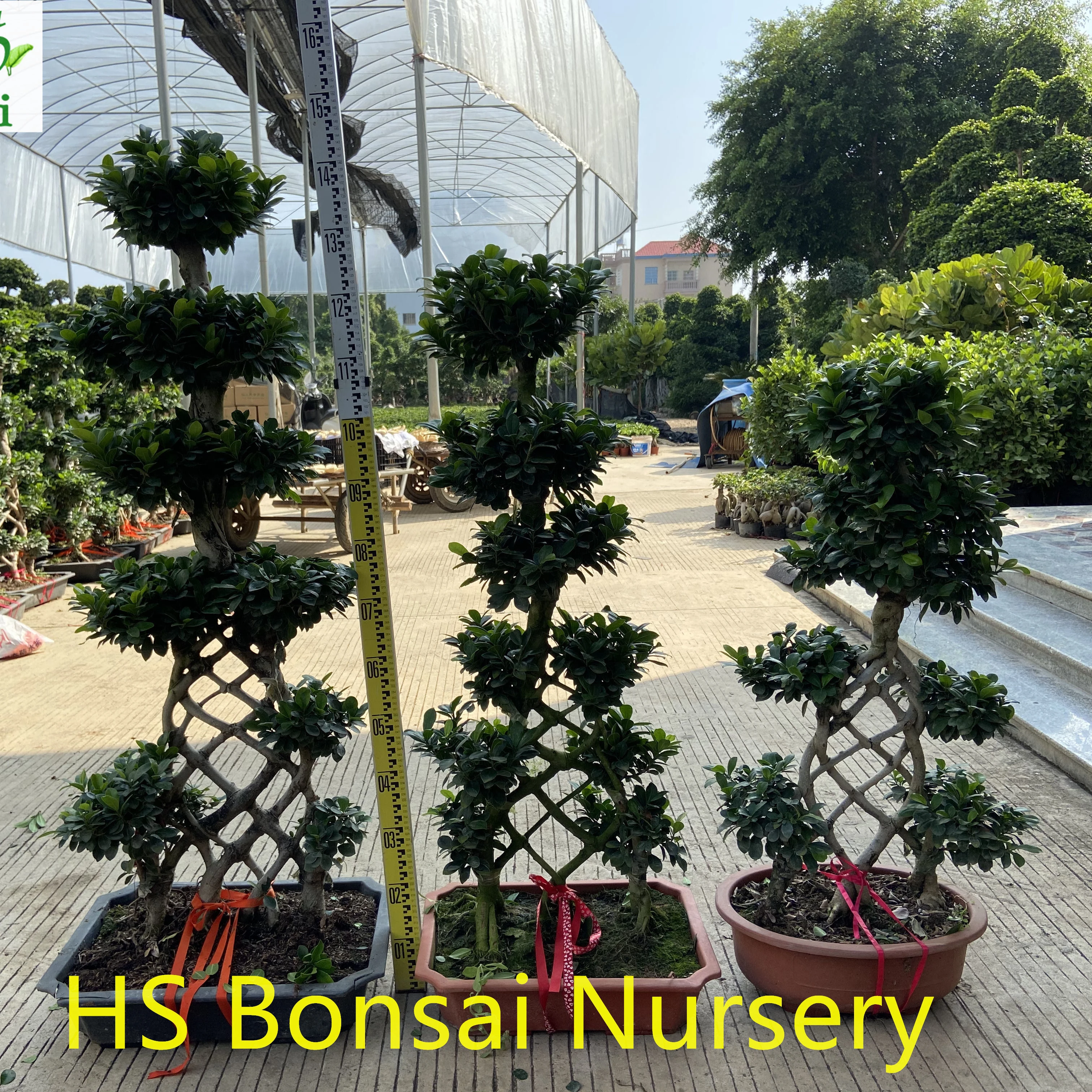 
Professional manufacture cheap foliage plants natural plants ornamental ficus ginseng bonsai 