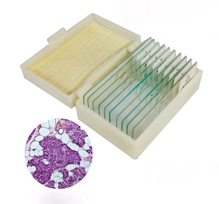 10 Kinds Parasite Slides Set Student Medical Parasitology Prepared Microscope Slides