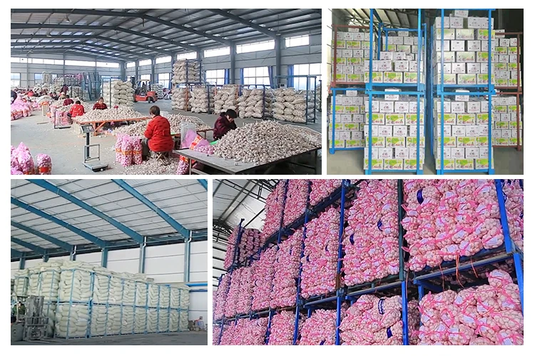 Fresh red garlic crop and bulb 4p garlic exporter