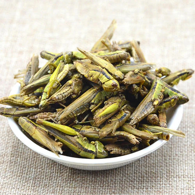 Wholesale freeze dried grasshopper treat for chicken wild birds