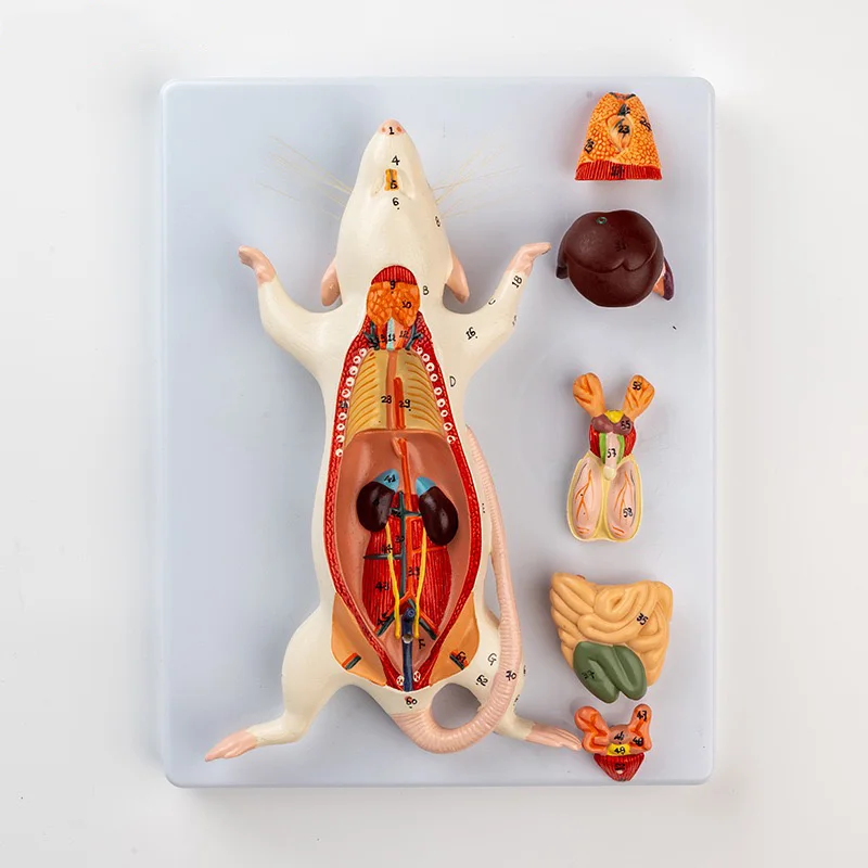 Mouse internal organ structure anatomy model biology teaching experimental animal anatomy animal husbandry specimen