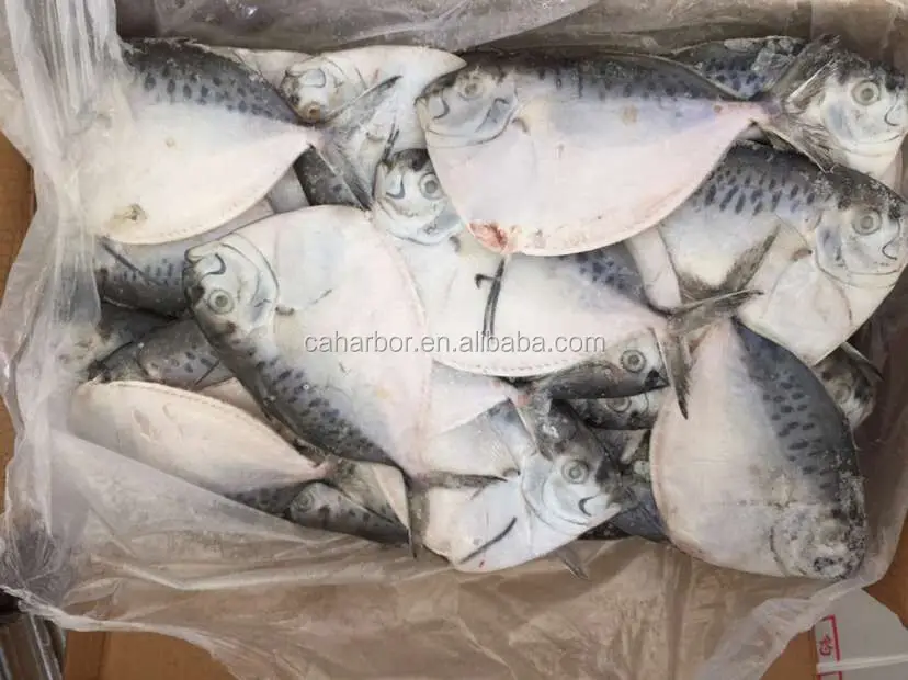 Frozen moonfish small size mene maculata fish