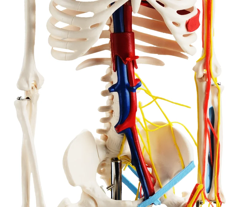 CBM-001E 85cm Human Skeleton with Nerves and Blood Vessels,artificial anatomical medical skeleton