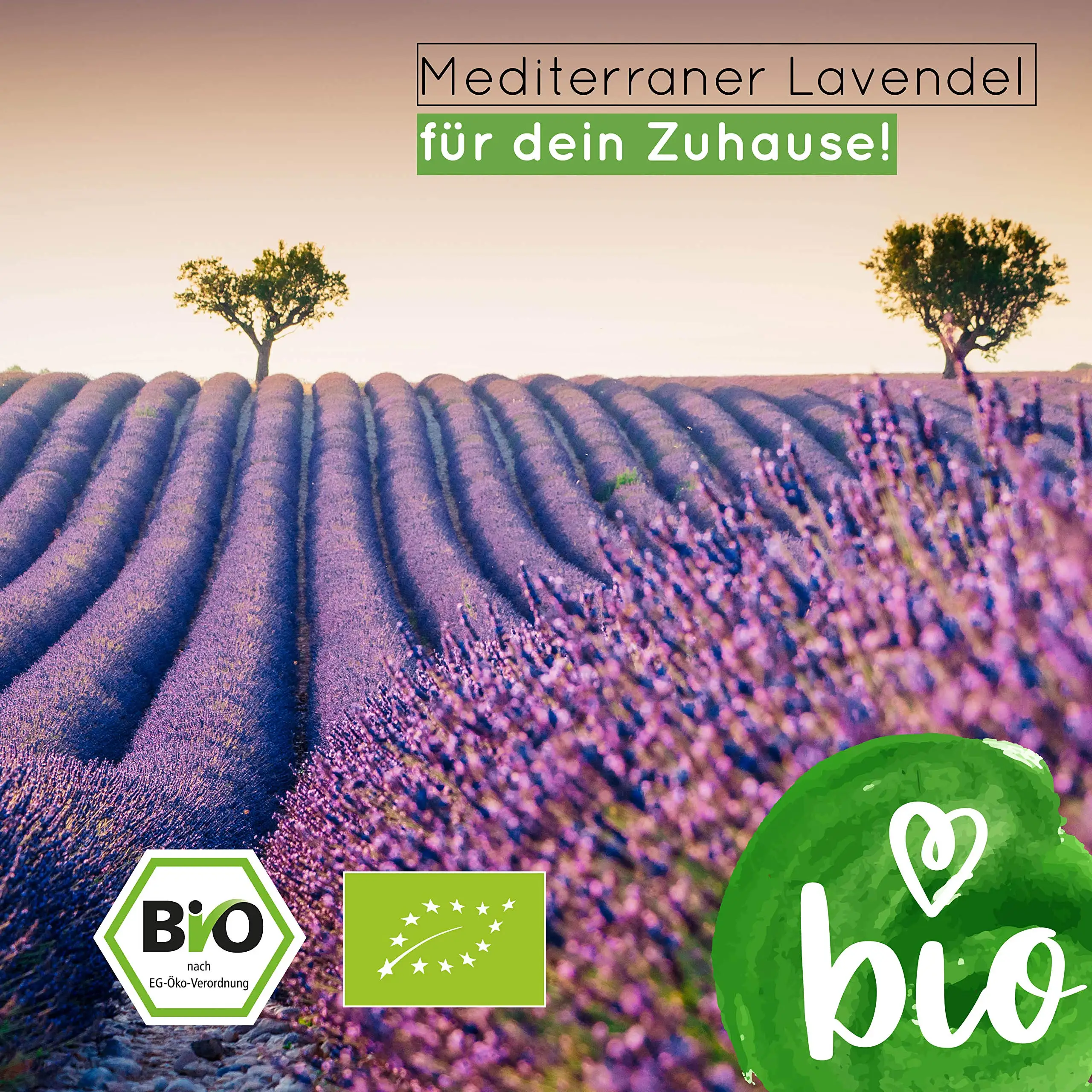 Wholesale Hot Sale Organic Premium Lavender for your Garden