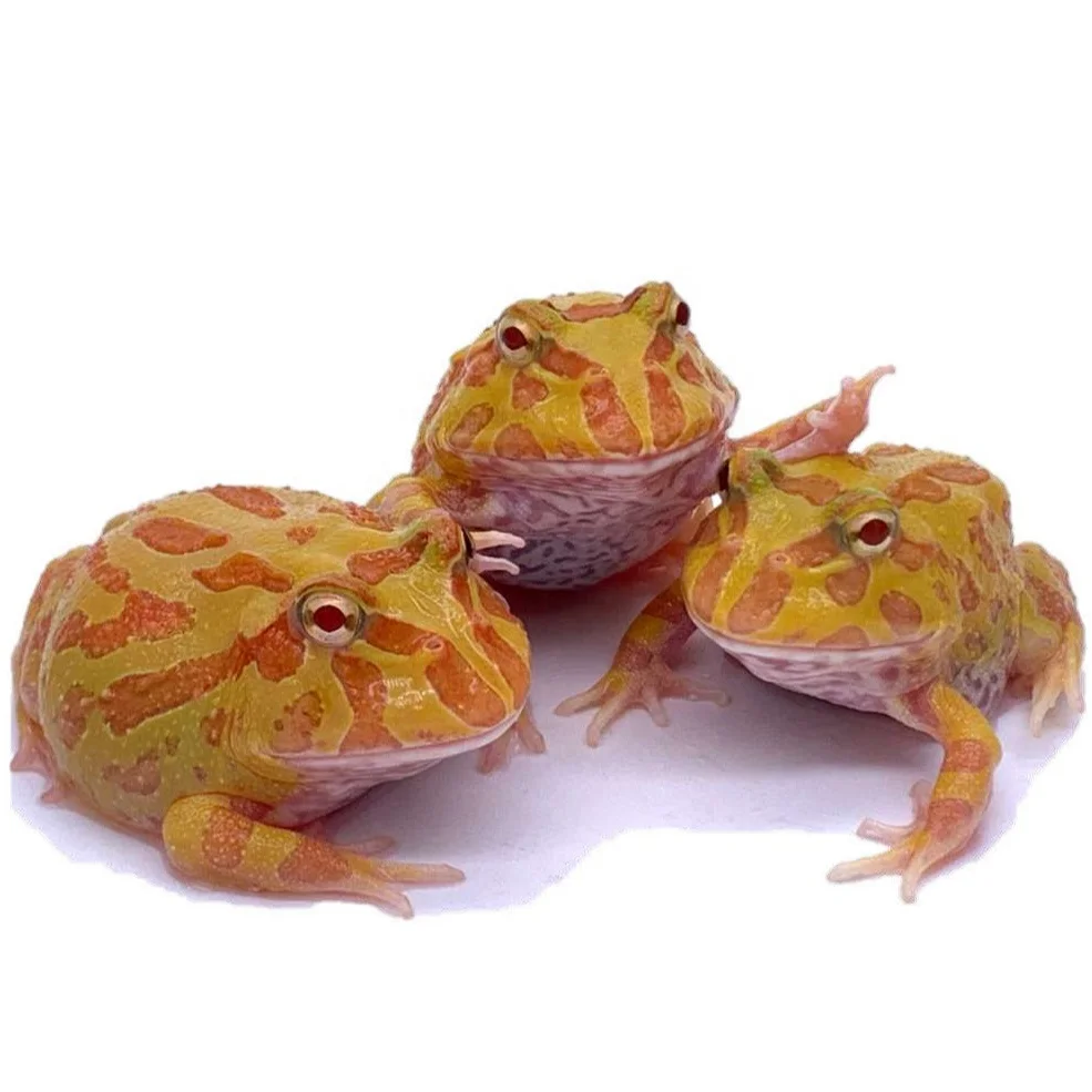 
Farm bred Ceratophrys cranwelli (Yellow) South American Pacman frog For sale 