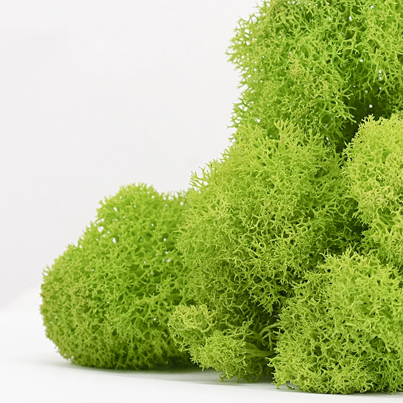Wholesale Stabilized Preserved Lichen Reindeer Moss For Office Wall Decoration