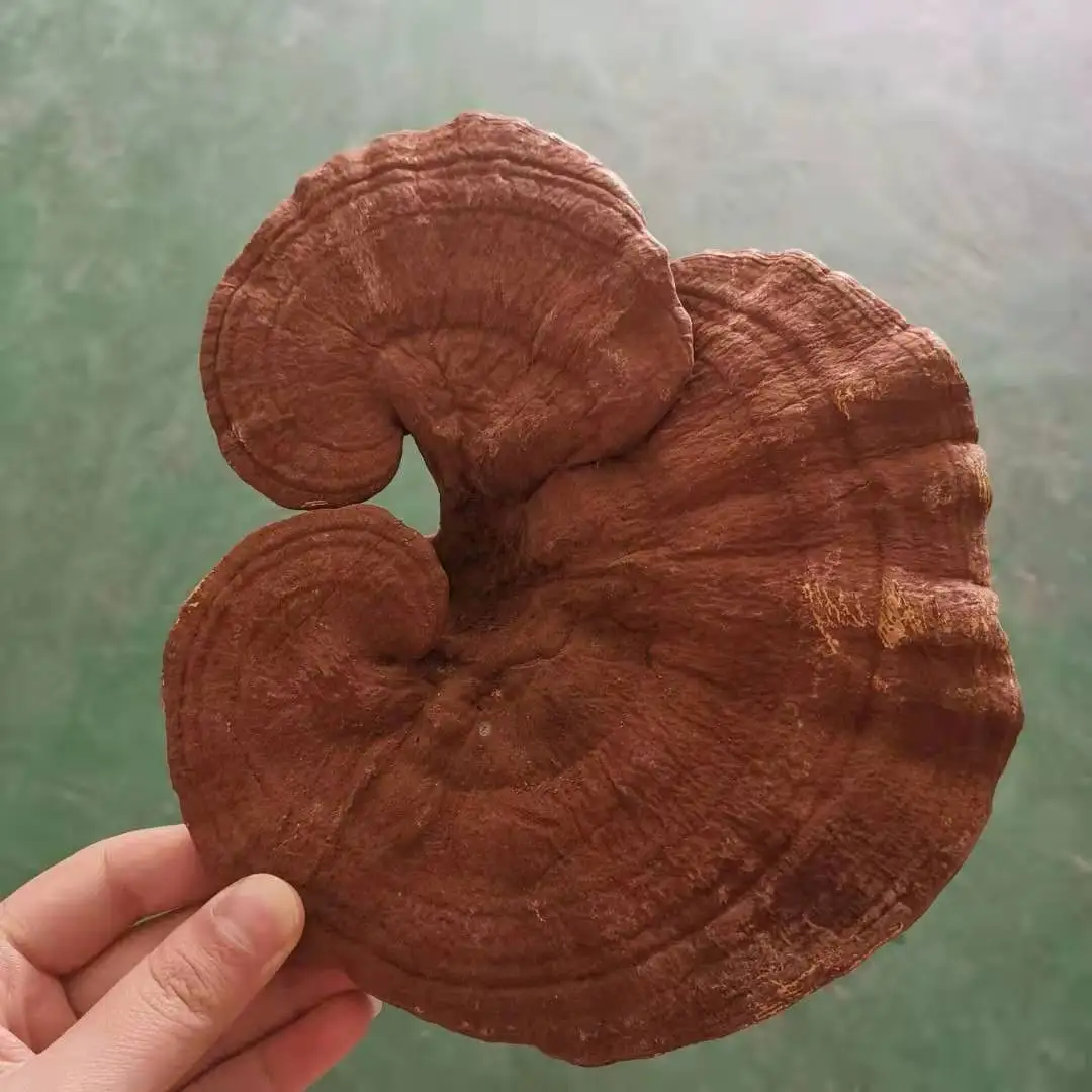 
Dried Reishi Mushroom / Lingzhi Mushroom (Whole and not Cut) 