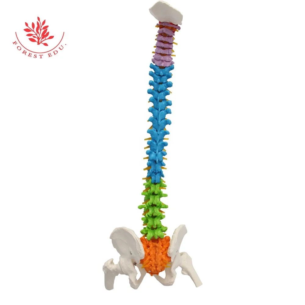 
Spine Model 85cm Human Teaching Anatomical Medical Spray Support To Prevent Rust ModelColor Coded Flexible Plastic Spine Model  (1600118724801)
