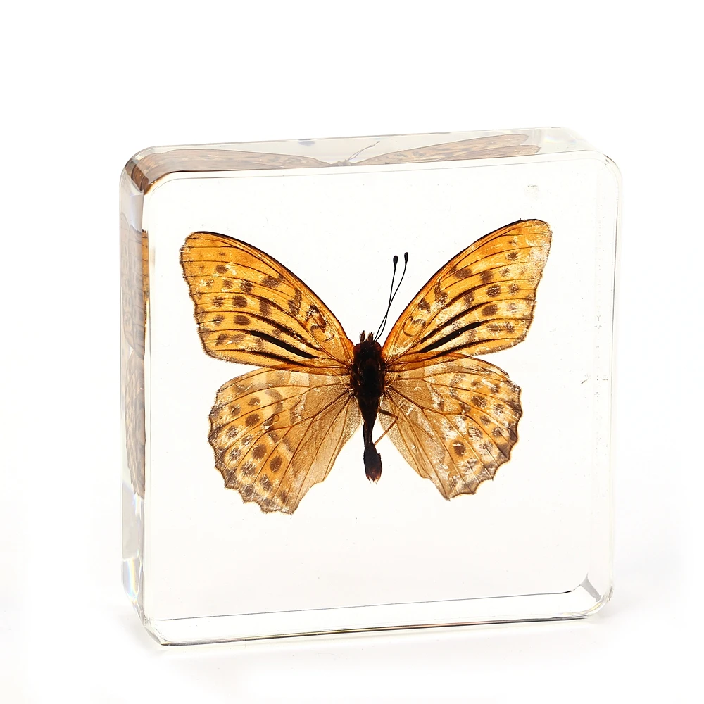Real Butterfly Taxidermy Dried Insect Embedded in Crystal Acrylic Resin for Decorative Display Butterfly Specimen