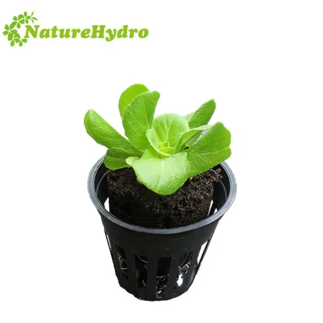 Hydroponic planting cup NFT Net Pot for Lettuce