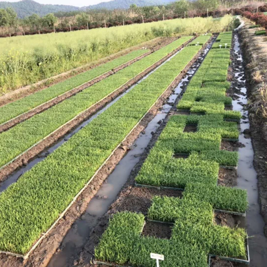 Wholesale Rectangular Transplant Nursery Rice Paddy Seedling Growing Trays