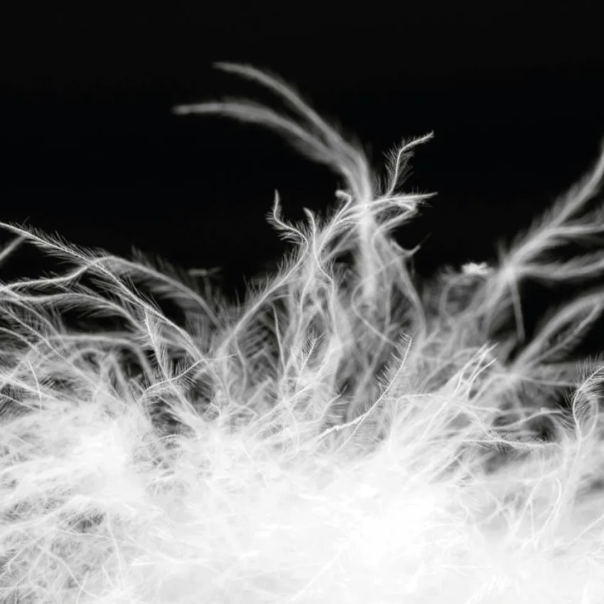 Down Bulk Goose Down Filling, 800+ Filling Power,80% Natural White Down 20% Feathers Fill for Comforters, Jackets and More
