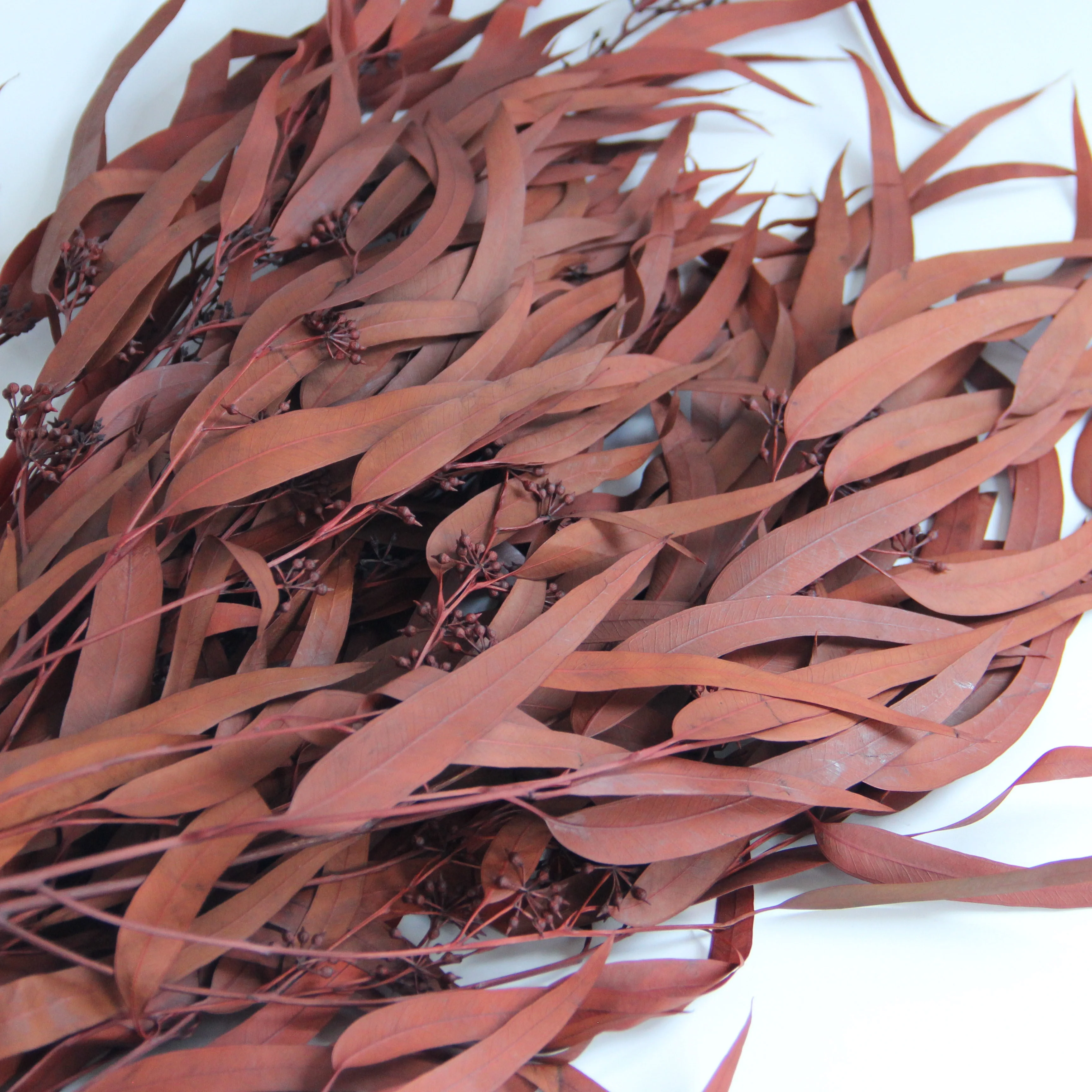 Small Preserved Long Stem Dried Flowers Eucalyptus Leaves Fruit Millet Fruit Fine Leaf For Home Party Festival Decoration